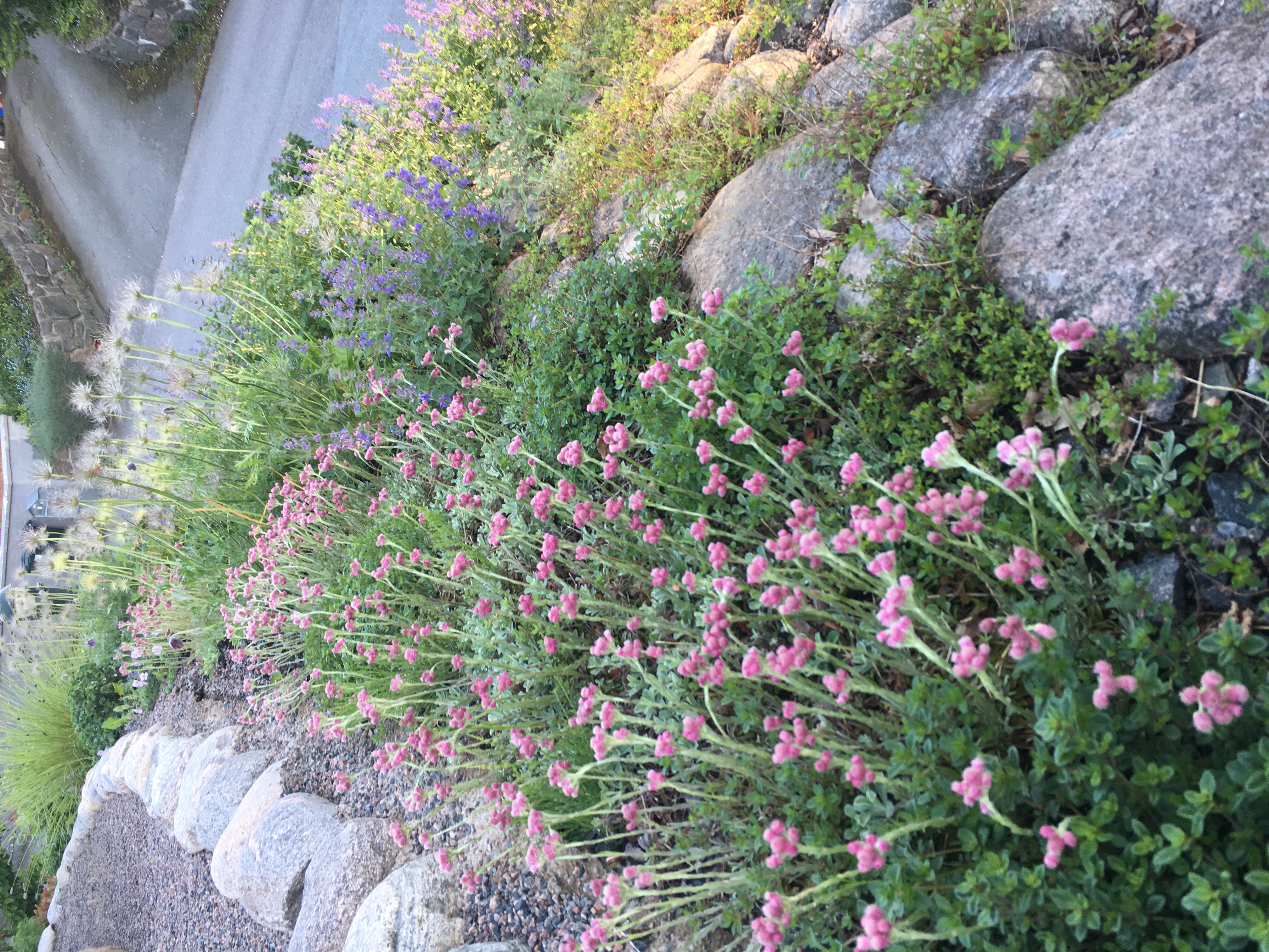 Kattfoten blommar