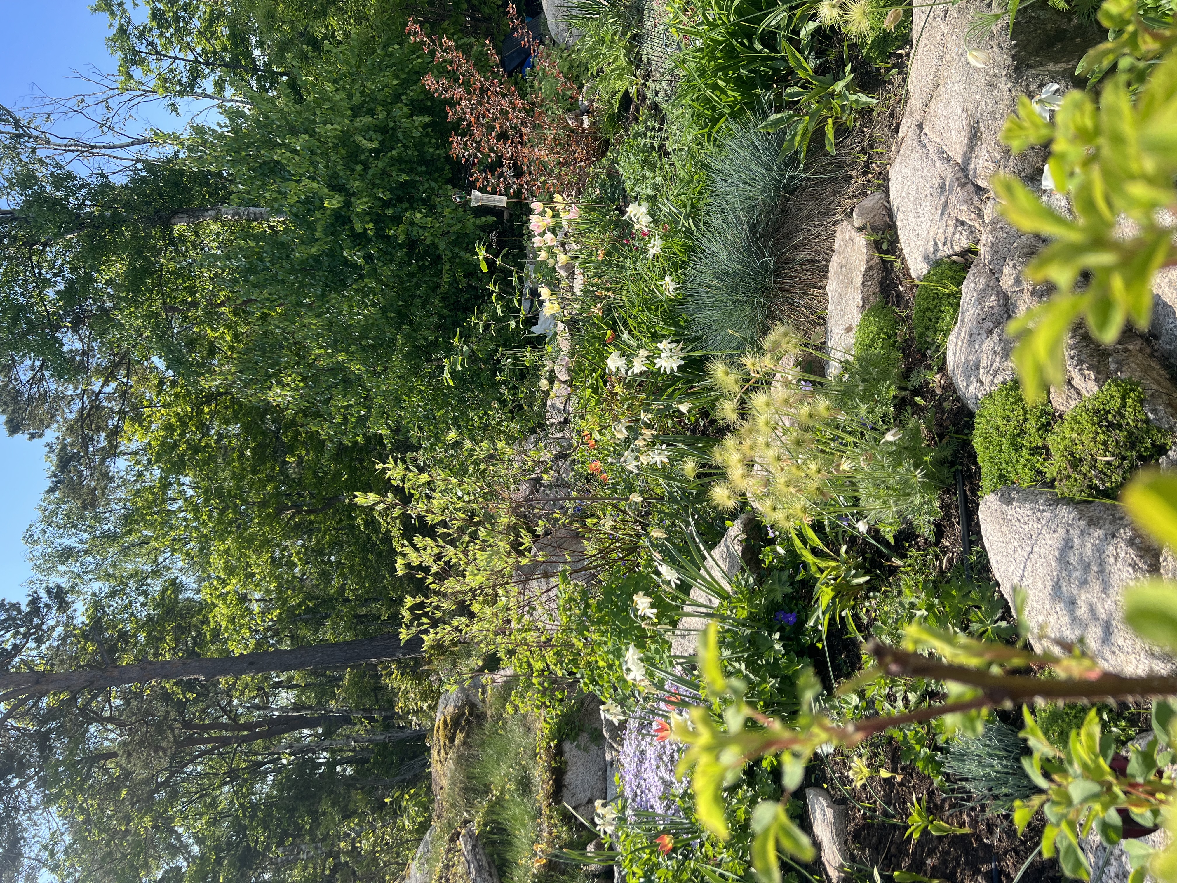 Vårblomning
