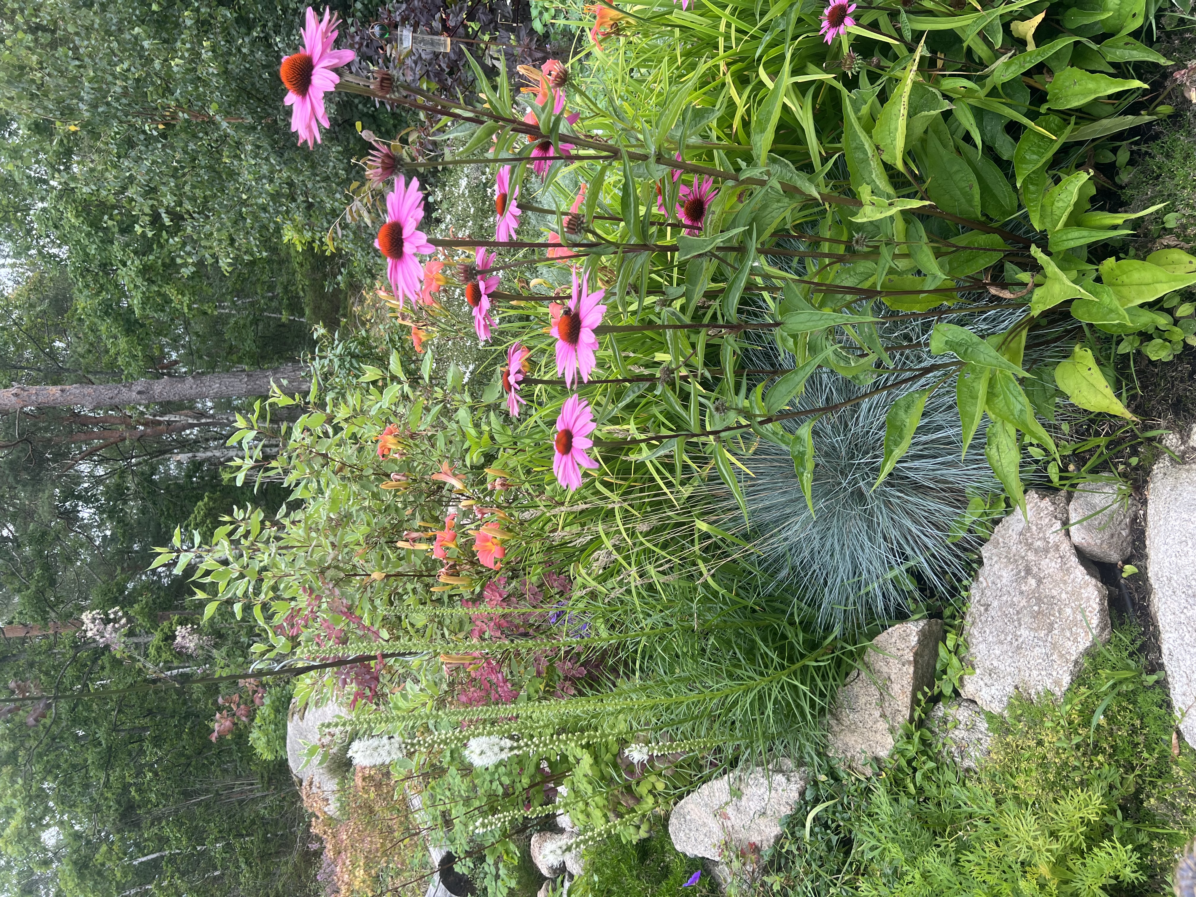 Sensommarblom
