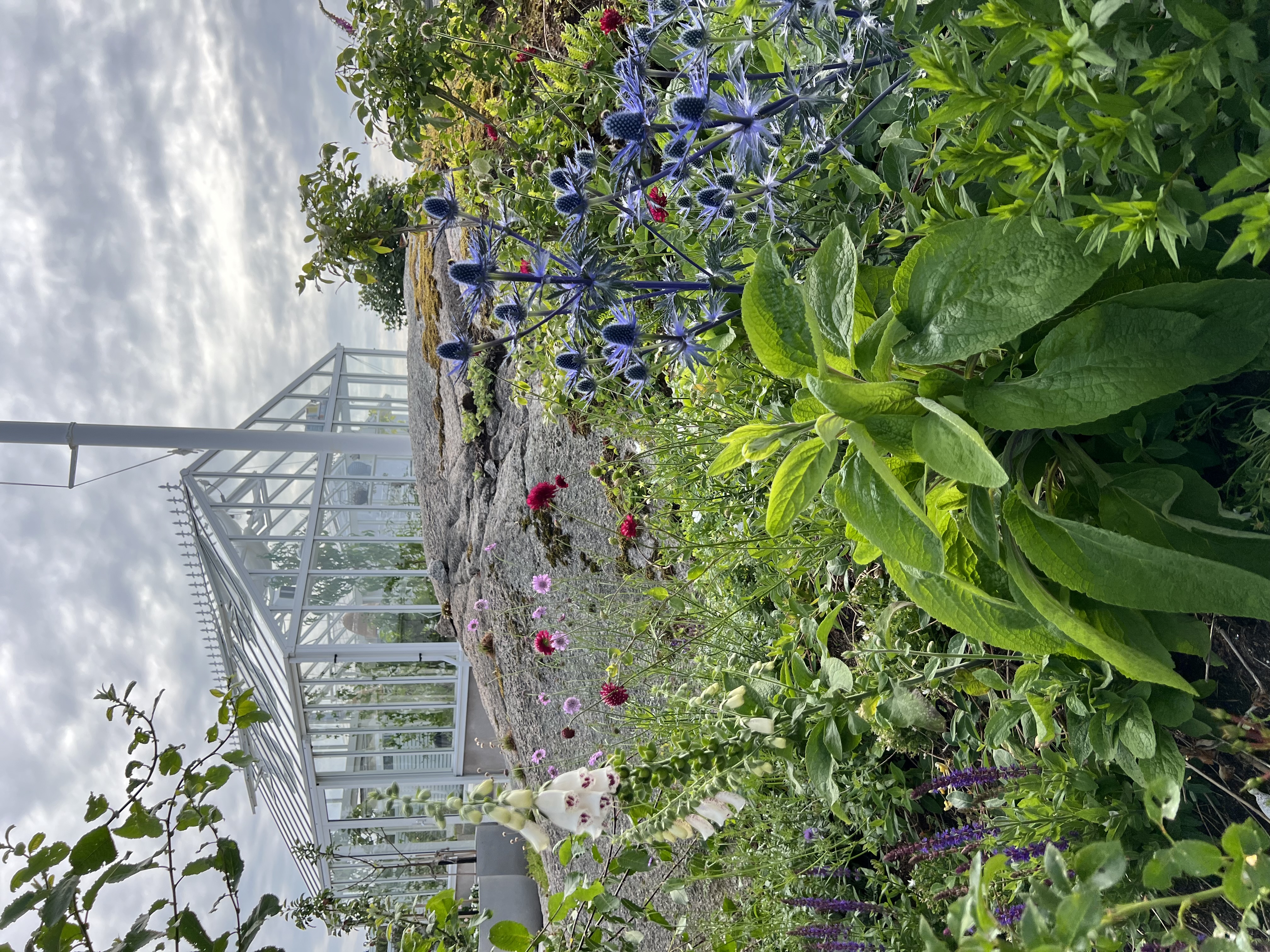 Pollinatörsväxter